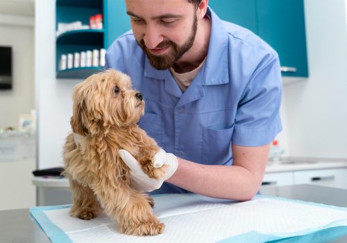 médico-veterinário examinando o braço de um cachorro