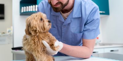 Conheça as doenças ortopédicas mais comuns em pets