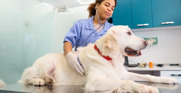 cachorro no veterinário