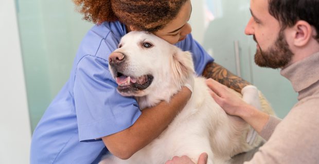 Estudo revela que estresse do tutor influencia o bem-estar dos cães
