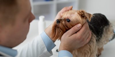exame oftálmico cão
