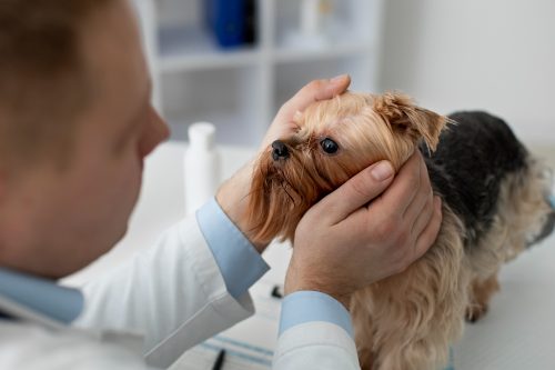 exame oftálmico cão