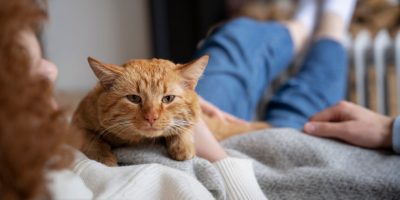gato.jpg