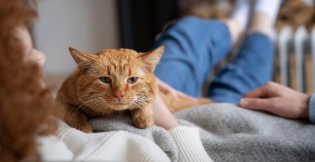 gato.jpg