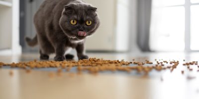 gatos e a alimentação