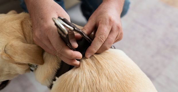 Coleiras ectoparasiticidas auxiliam e evitam a disseminação de doenças