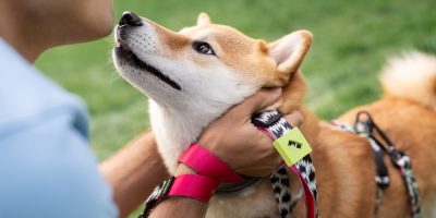 Diagnóstico precoce da diabetes garante longevidade aos pets