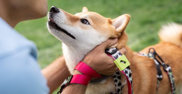Diagnóstico precoce da diabetes garante longevidade aos pets