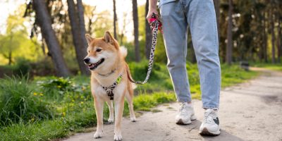 passeio com cão no parque