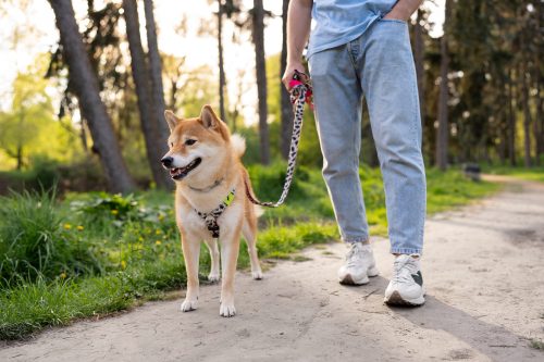 passeio com cão no parque