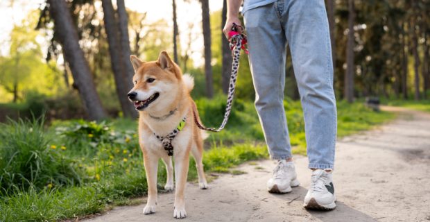 passeio com cão no parque