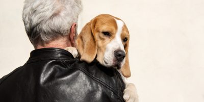 cães idosos