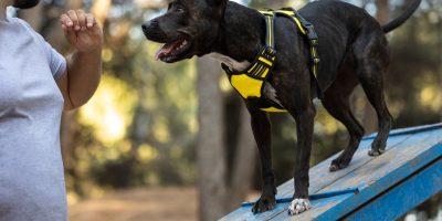 Adestrador profissional destaca raças de cães mais fáceis de treinar