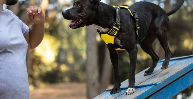 Adestrador profissional destaca raças de cães mais fáceis de treinar