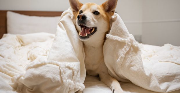 cachorro na cama
