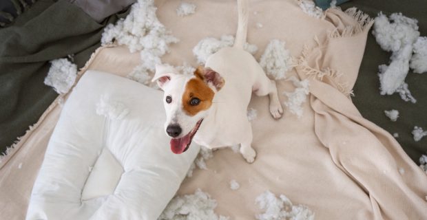 cão destruidor