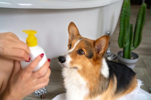 Mulher segurando produto em frente ao cachorro