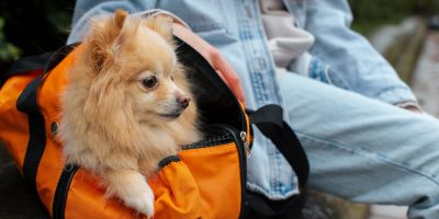 Período de férias de final de ano colabora com infecções parasitárias em pets