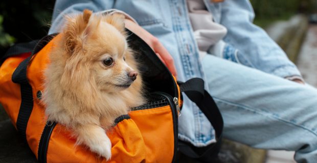 Período de férias de final de ano colabora com infecções parasitárias em pets