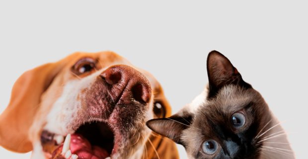 animais