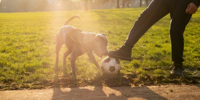 cachorro brincando