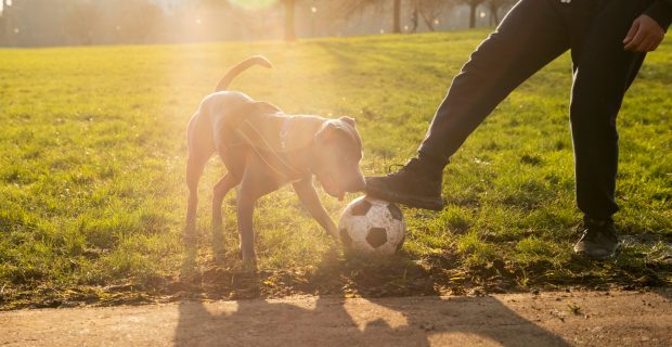 cachorro brincando