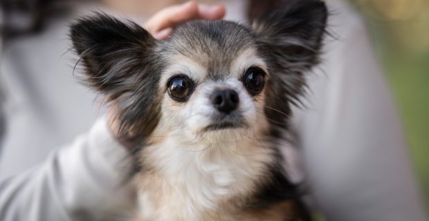 cachorro no colo