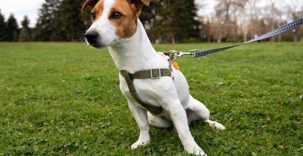 Você sabe qual o melhor modelo de coleira para seu cachorrinho?