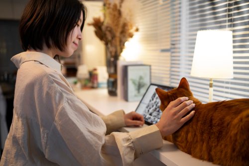 gato com tutor
