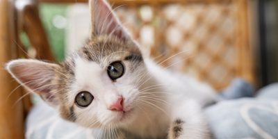 Micoplasmose felina – do diagnóstico ao tratamento