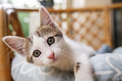 Micoplasmose felina – do diagnóstico ao tratamento