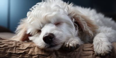 doenças de pele em cães