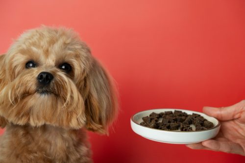 pessoa oferecendo pote de ração para cachorro