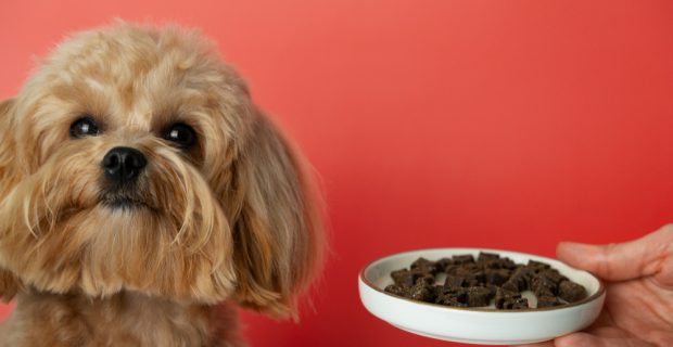 pessoa oferecendo pote de ração para cachorro