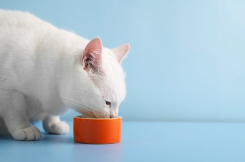 Gatos idosos também precisam de nova dieta — Entenda o motivo