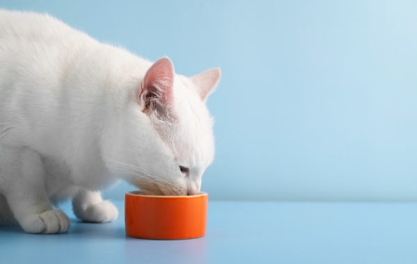 Gatos idosos também precisam de nova dieta — Entenda o motivo Gatos idosos também precisam de nova dieta — Entenda o motivo