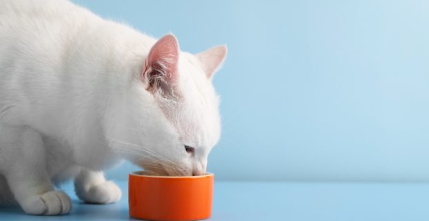 Gatos idosos também precisam de nova dieta — Entenda o motivo