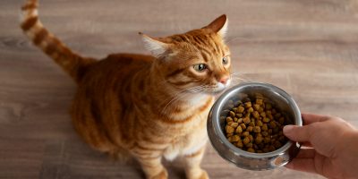 Nutrição dos felinos precisa de atenção dos tutores