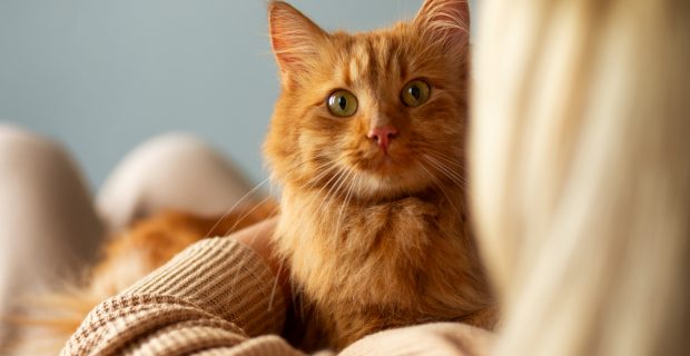 xixi de gato