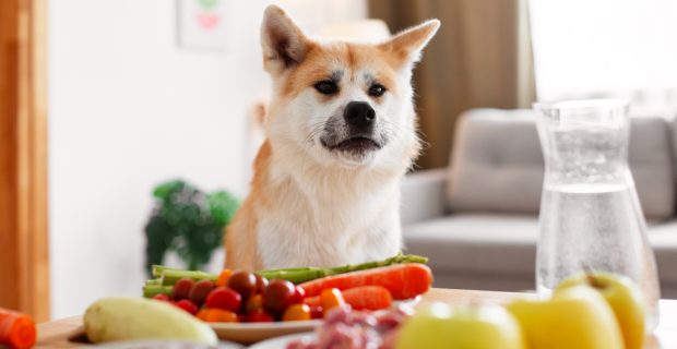 alimentação cães
