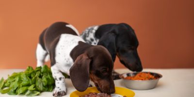 cão comida crua