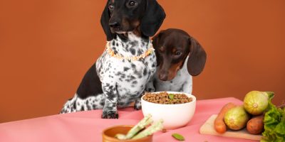 cão comendo