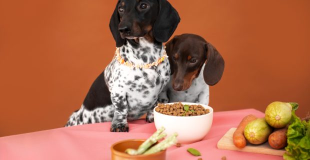 cão comendo