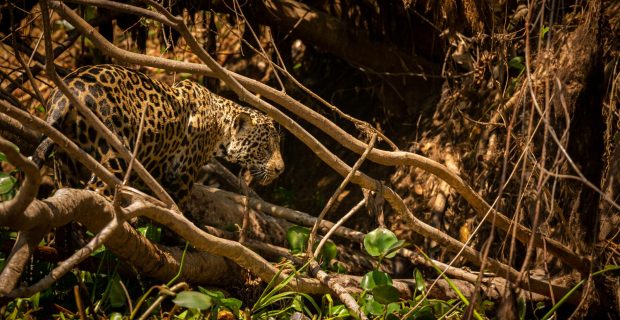 Guia de Manejo de Animais Silvestres impactados pelo fogo no Pantanal é lançado