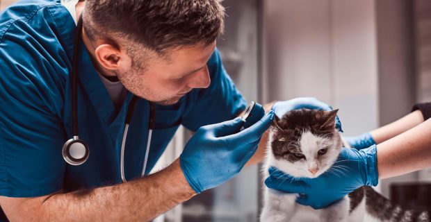 veterinário