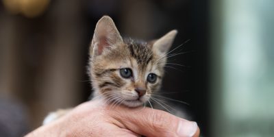 Características dos filhotes de gatos encantam a todos