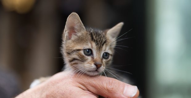 Características dos filhotes de gatos encantam a todos