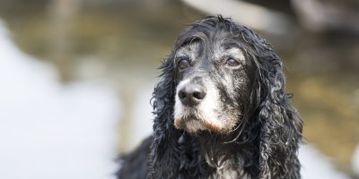 Veterinária orienta sobre cuidados com a higiene de cães idosos