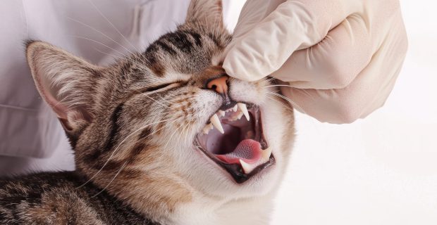dente gato