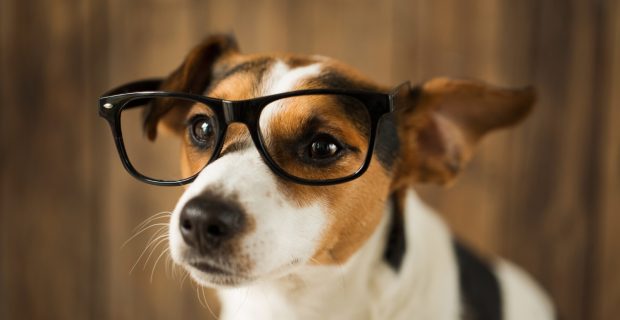doenças oculares dogs